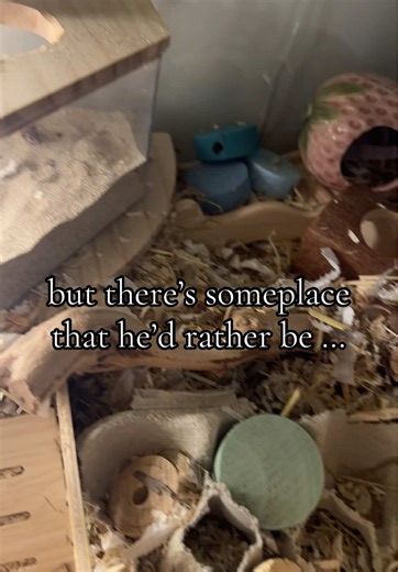 Gerbils Love Their Wheels: An Adorable Pet Moment