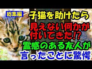 子猫を助けたら、見えない何かが付いてきた!?霊感のある友人が言ったことに驚愕【猫の不思議な話】【総集編】