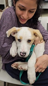 Meet Connor — the sweetest puppy ever! 🥰 This adorable boy was found all alone in a ditch in a rural community before making his way to Pet Rescue. He's playful, friendly with all dogs and people, housebroken and on the mellow side for a young pup. It's hard to resist picking him up because he loves to cuddle on any nearby lap ... he has the softest coat and can we talk about that adorable nose? Connor is about 3 1/2 months old, weighs 20 lbs and would do best in a non-city home. Please share! 