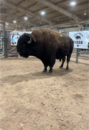 Canadian River Bison Bull - 1980 lbs Highlight at Oklahoma Bison Association Sale
