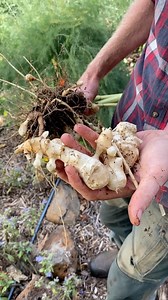 When times are tough and the rains don’t come, it’s great to have a crop that still delivers. #familyfarming #droughttolerant #permaculture #farmlife #foddercrops #tranditionalfarming #smallfarms #smallscalefarming | Big Little Farm