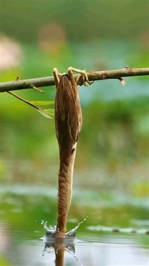 Birds hunting a fish | Philippines Hunters