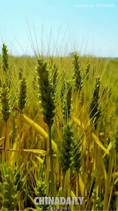 Get ready for a plentiful #harvest season! High-tech tools like drones are helping Chinese farmers achieve an even more bountiful yield. 🌾🌽🍎🍇 #ChinaPath #modernization | China Daily