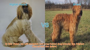 Afghan Hound vs. Briard: A Comparison of Two Long-Haired Dog B...