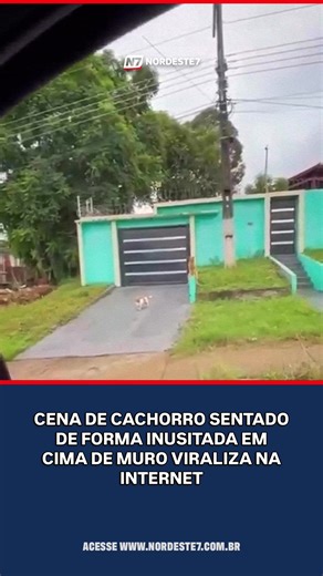 🐕 Um observador muito diferente! Uma cena curiosa tomou conta da internet recentemente. Um cachorro foi flagrado acompanhando o movimento da rua de uma maneira totalmente inusitada. O animal aparece sentado em cima do muro, em uma posição bastante peculiar, chamando a atenção de todos. O registro cômico e descontraído rapidamente viralizou nas redes sociais. Curta o post, comente o que achou e siga a nossa página! #cachorro #animais #viral #curiosidade #nordeste7