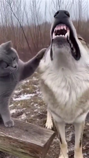 Funny Cat is Petting an Angry Wolf! 🐾🤣 #funnyanimals