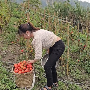 7.9M views · 10K reactions | Assist my mother in harvesting tomatoes for sale and planting rice. | Natacha Letícia | Facebook