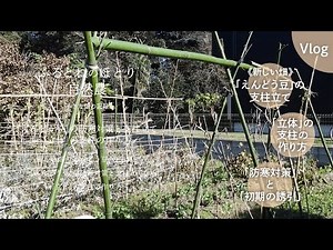 「えんどう豆」の防寒対策と支柱立て〜「立体」の支柱の作り方〜 24年11月29日