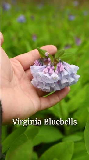 Want Electric Blue Blooms in Early Spring? Virginia Bluebells are the NATIVE Ephemeral for You!