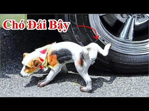 Cách Làm Cho Chó Không Còn Đái Bậy Trên Tường , Ỉa Bậy Ngay Bánh Xe Nữa / Mẹo Giúp Chó Không WC Đúng