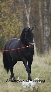 Andalusian Stallion Raton 🎥 @elena_hidalgo777 | Simply Horses