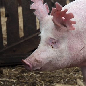 29K views · 1.2K reactions | Mutilations like this are common at factory farms and almost always performed without anesthesia.  | Mercy For Animals | Facebook