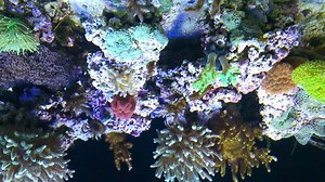 1.3K views · 115 reactions | Reef Brite Halide Hybrid over new Planet Aquariums build. | ReefBrite | Facebook