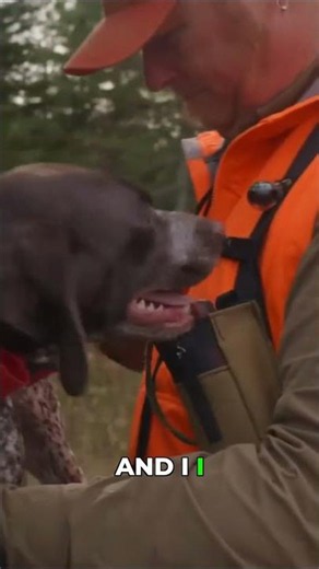 Why Should YOU choose German shorthaired pointers over every other breed #hunting #gsp