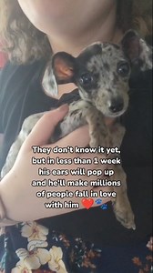 A week later, I shared a photo of Ollie's massive stand-up ears and it went viral! I NEVER would've thought that people all over the world would love my sweet pup. 🥹❤️🐾 . . . . #dogReel #cutepuppy #babydog #dachshund #chiweenie Dog life Puppy Dachshund Chiweenie | bygollymisterollie