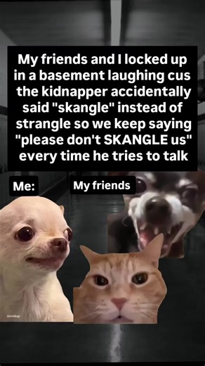 Daily Evil & Hilarious Dog Memes