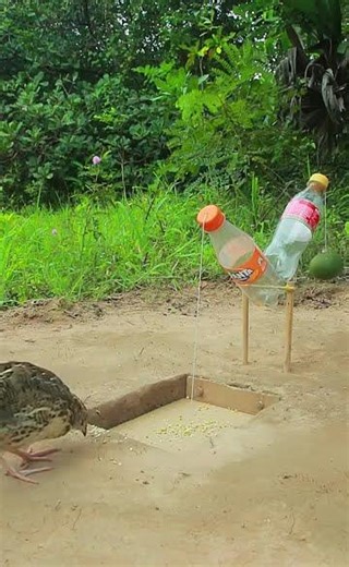 The best underground Quail Trap using Cardboard and plastic bottle #shorts #diytrap