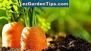 Comment cultiver des carottes hydroponiques 🌱 Conseils Jardiniers - Fr.ezGardenTips.com
