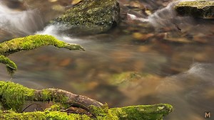 When, Why, and How to Use Focus Stacking for Better Images