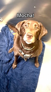 Here’s who you should adopt from HSU based on your favorite Halloween candy! 🍬 It’s all treats and no tricks here! Adopt today or learn more at utahhumane.org/adopt! 🎃 *Please don’t share your Halloween candy with your pets, most of it can be harmful! | Humane Society of Utah