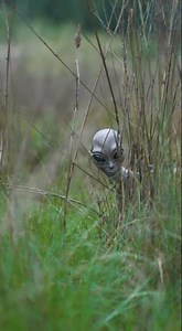 A found phone… but who’s in the grass? Alien or misread shadow? #UnknownNextDoor #uap