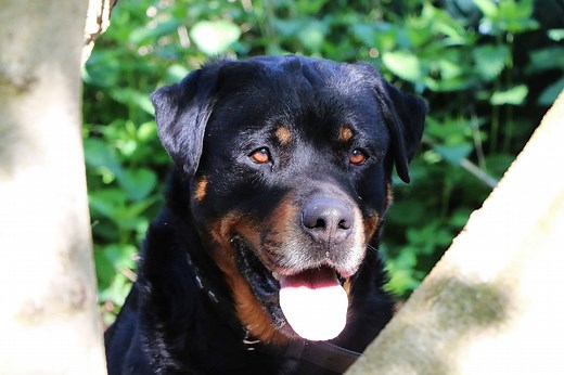 Serbian Rottweiler vs German Rottweiler