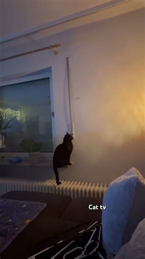 The Spider Assassin #cat #catlife