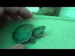 Drowned baby Red Eared Slider Turtle back to live!