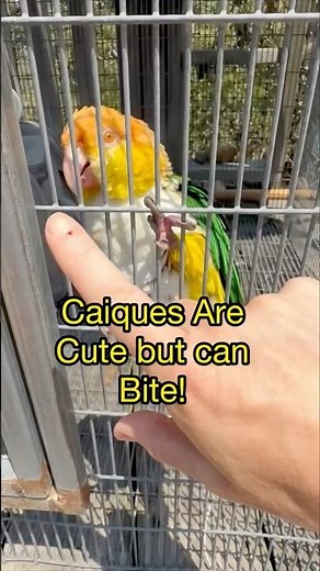 Thinking of a Caique? Watch This First—They Can Bite! 😅
