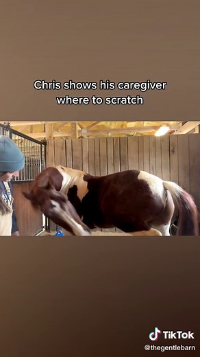 “You scratch my belly, I’ll scratch your back” ☺️ #horses #mutualgrooming #rescuehorse #animals #fyp