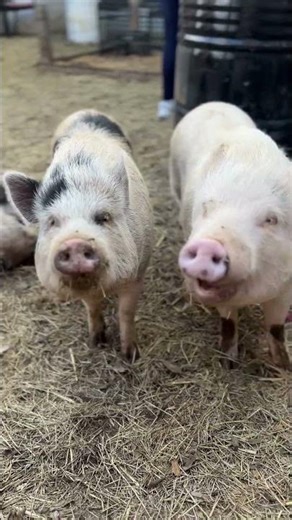 Piggy Scratches = Instant Happiness 🐷✨ #purejoy #joyofpigsco #sanantoniotx