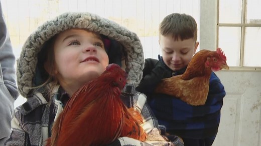 A hawk and a rooster got into a fight