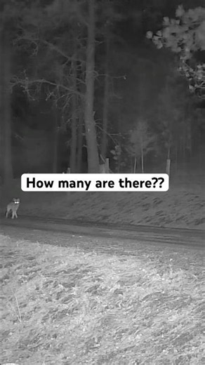 How Many Coyotes Use This Drive at Night?
