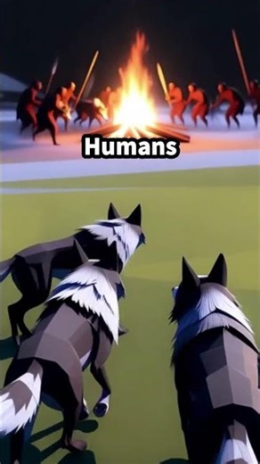 How Wolves Turned Themselves Into Dogs