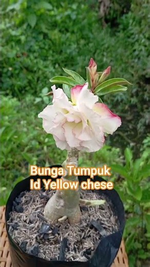 adenium bunga tumpuk Id Yellow chese ready 082135709459