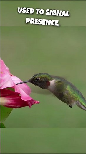 What Does The Ruby-throated Hummingbird Sound Like?