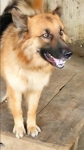 Cute German shepherd dog barking video #germanshepherd #shorts #shortvideo #dogvideos