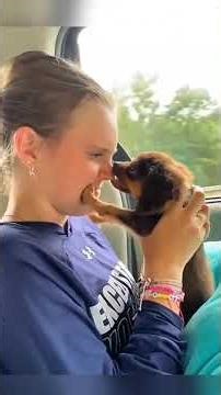 Heartwarming Dogs Greeting Their Humans 🐶❤️DOGS | PUPPIES