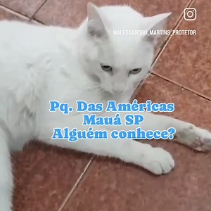 1.7K views · 69 reactions | Pessoal deixei ele internado. Logo tenho notícias. Se puder ajudar com os custos do veterinário o pix é 305.502.148-79 (1,00 sempre ajuda). Só com a ajuda de vocês consigo ajudar mais animais que precisam. | Alessandro Martins | Facebook