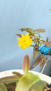 192 reactions · 21 comments | Đặt tên gì giờ ta #maivangmiennam #Cutai #maivang #bonsai | Tài Lê | Facebook