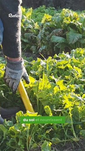 Has your green manure grown over 2 meters tall? Don't panic! Hubert Fontaine will show you how.