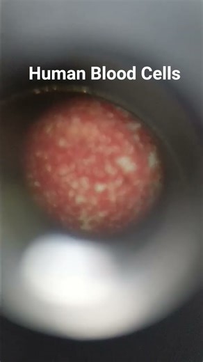 Human Blood Cells