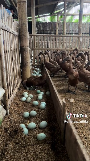 Duck Egg Laying Tips for Beginners