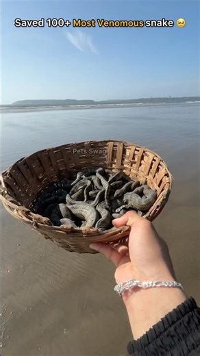 Rescuing 100+ snakes nature fears, but we protect 🥺