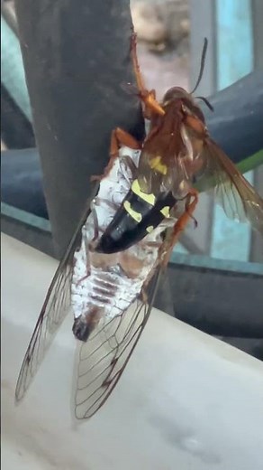 #makeshiftshelter #cicadakiller cicada killer