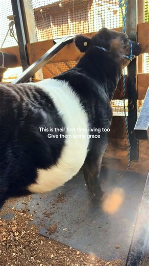 Showcattle Journey: Embracing New Experiences