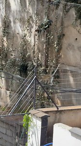 You gotta love our nearest relatives. Westlands, Nairobi, KENYA, is still a sanctuary. That’s why we shouldn’t let greedy developers destroy the last refuge of our natural habitat @SakajaJohnson | Makau W. Mutua