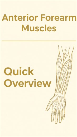 Dr.Arsalan (PT) | Anterior Forearm Muscles — Simplified for Faster Learning! This quick overview breaks each layer into easy mnemonics, key actions, and... | Instagram