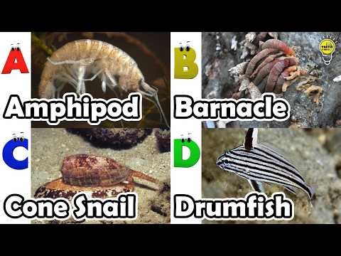 Amazing sea animals | ABC Sea Animals song | English and Animals for Kids | Alphabets Kids Song