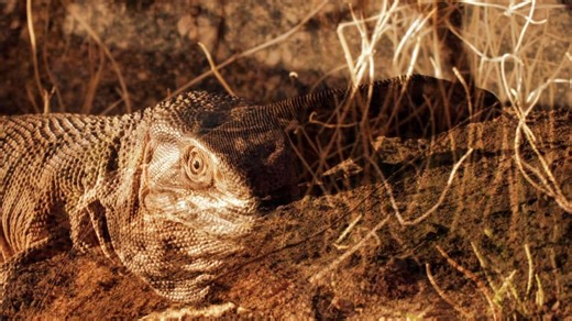 Kings of Pain S02:E03 - Big Biting Lizards